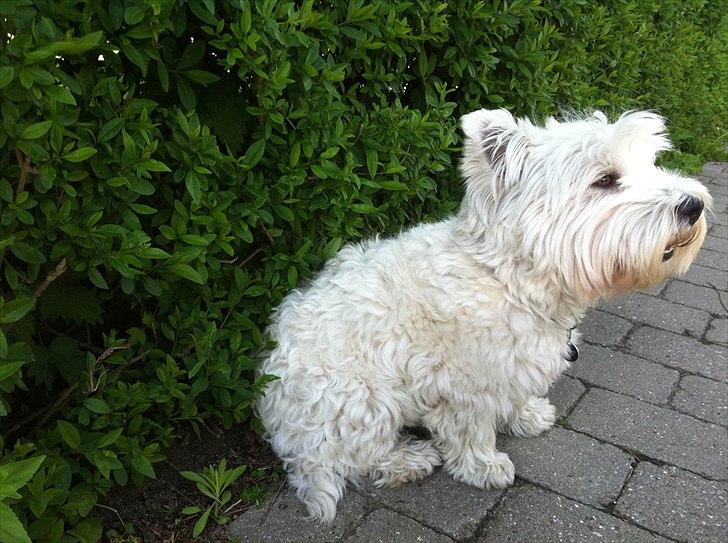 West highland white terrier Wilma - Wilma. billede 3