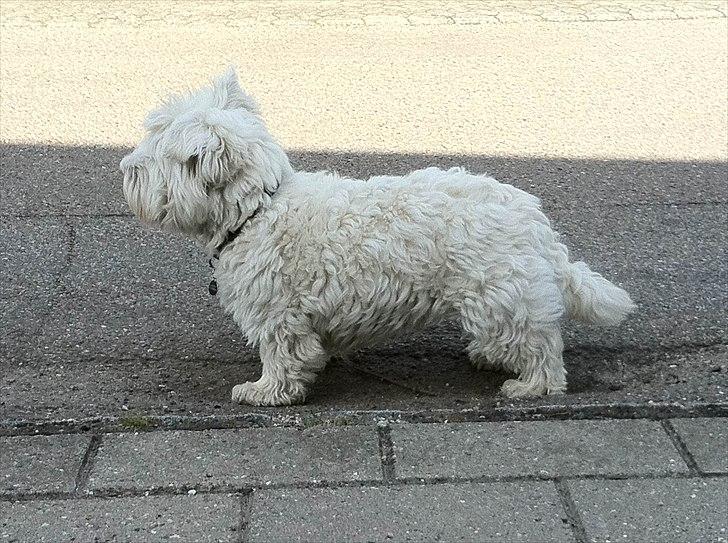 West highland white terrier Wilma - Wilma. billede 4