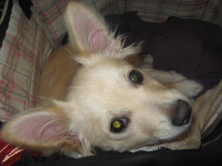 Blanding af racer Taco billede 1