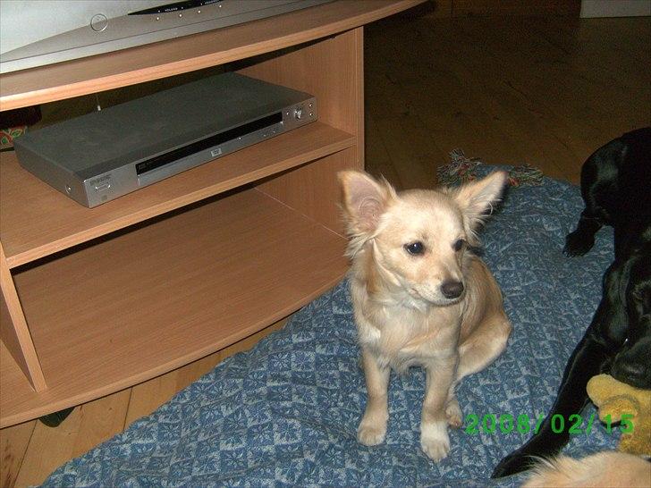 Blanding af racer Taco billede 2