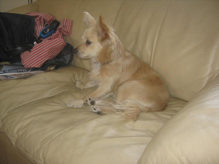 Blanding af racer Taco billede 3