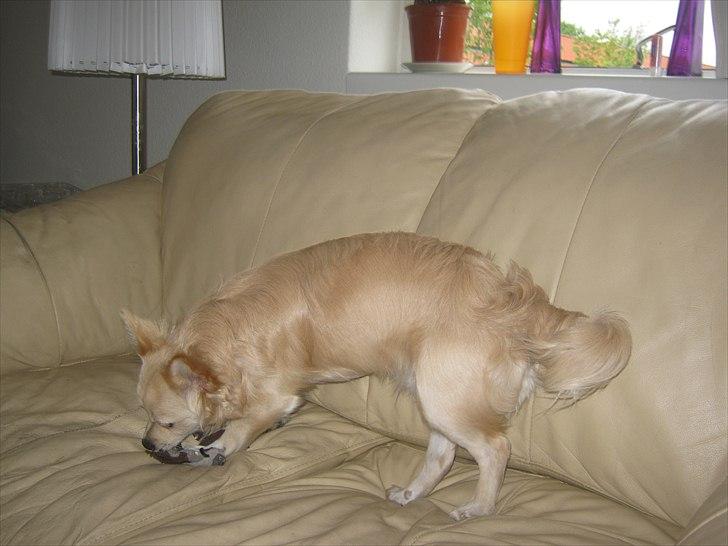 Blanding af racer Taco billede 4