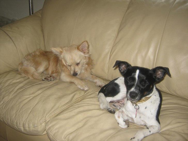 Blanding af racer Taco - mig og bella min kæreste billede 5