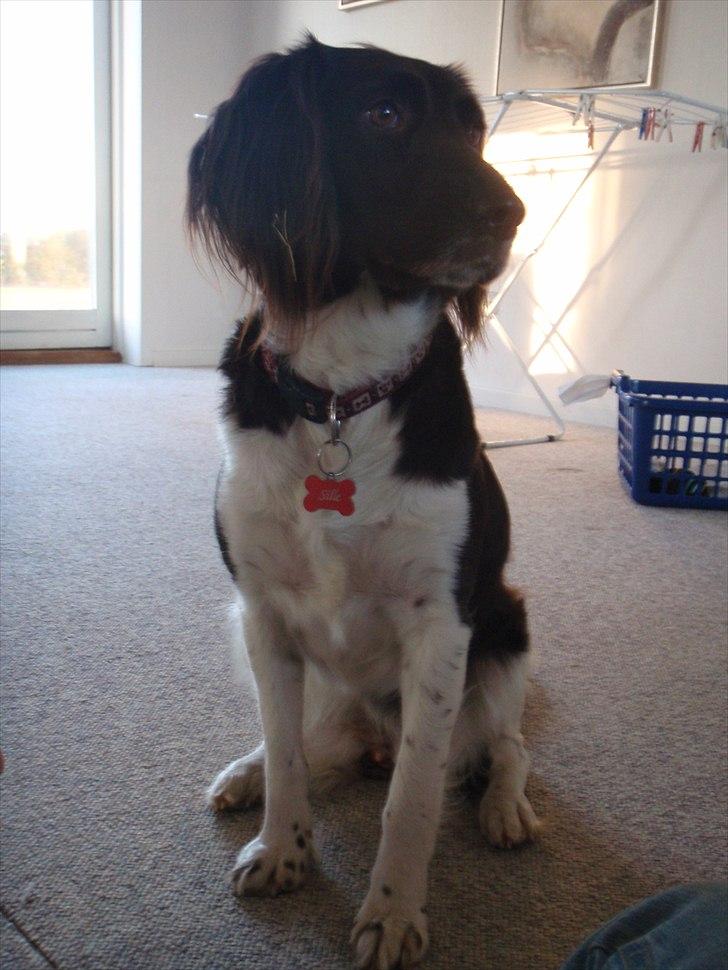 Kleiner münsterländer Sille billede 18