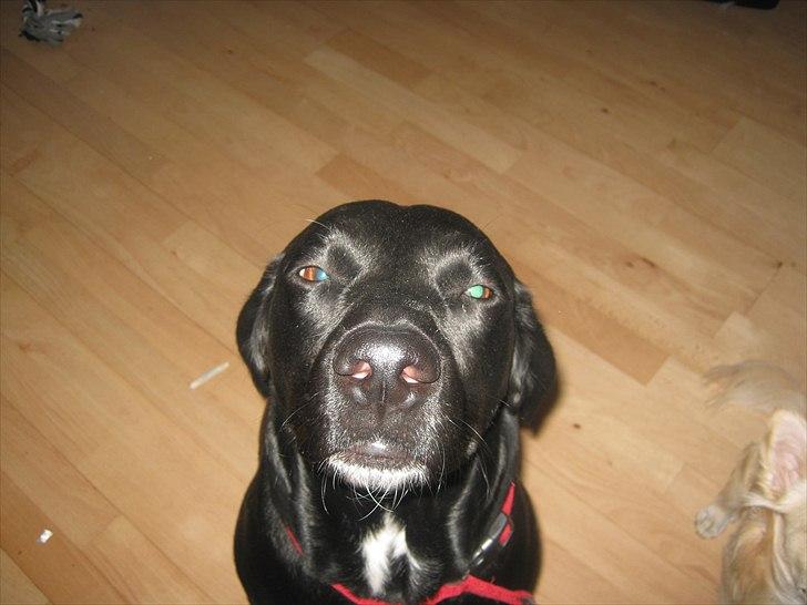 Labrador retriever Tessa *rip* - hun nægter at få taget billder på kommando billede 1