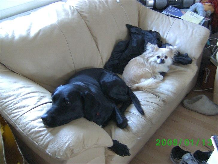 Labrador retriever Tessa *rip* - gider ham ikk (min mors sure hund) billede 2