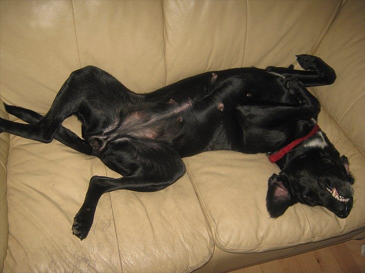 Labrador retriever Tessa *rip* - tager mig lige en slapper ikk billede 3