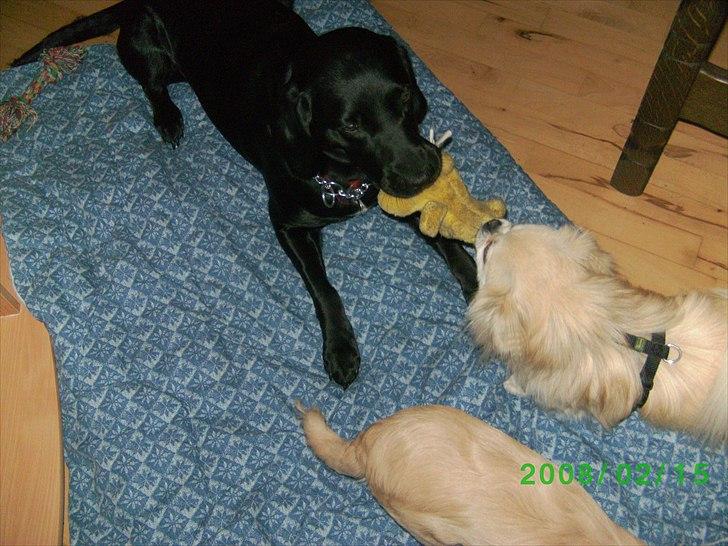 Labrador retriever Tessa *rip* - elsker at lege hun er rigtig god til små hunde billede 4