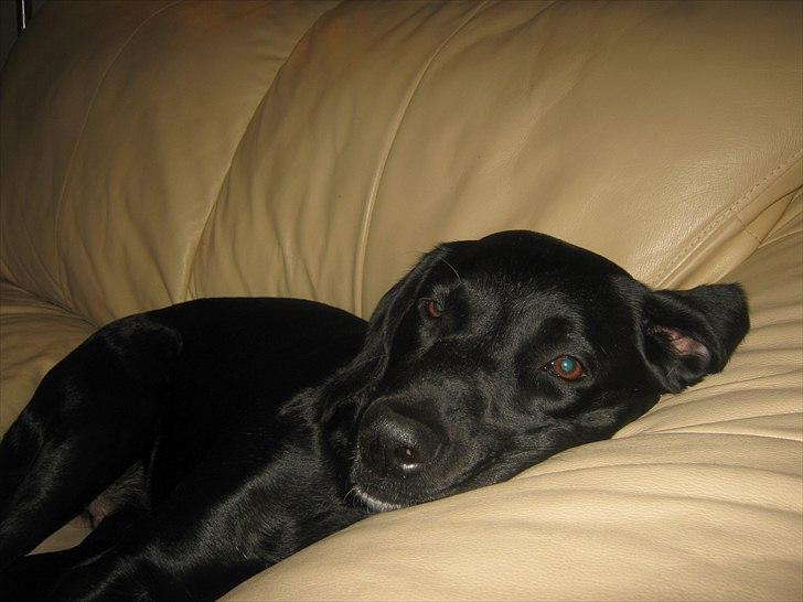 Labrador retriever Tessa *rip* - er jeg ikke dejlig billede 5