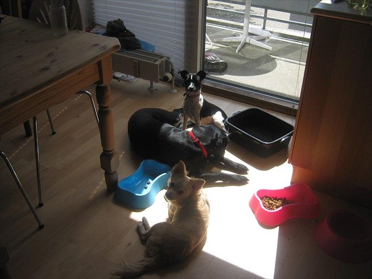 Labrador retriever Tessa *rip* - nyder solen med mine 2 plejebørn billede 6