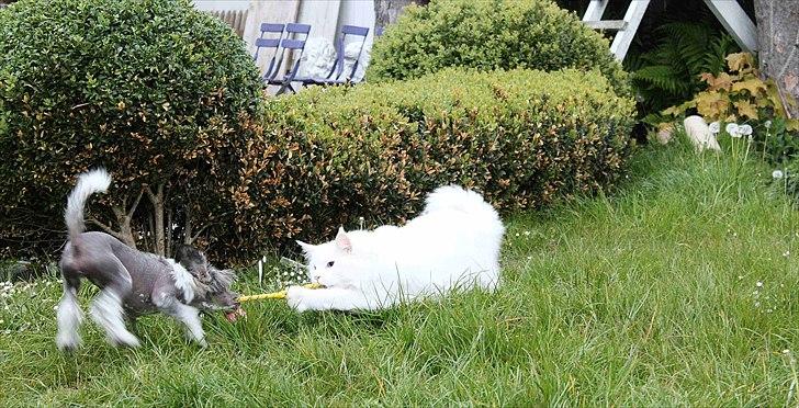 Chinese crested hårløs } Chelsy - 23. Maj, 2011. billede 11