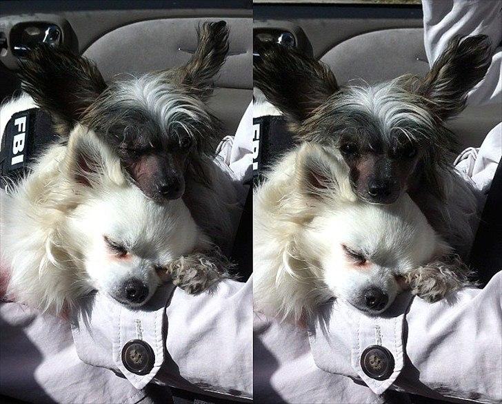 Chinese crested hårløs } Chelsy - 25. Maj, 2011. billede 10