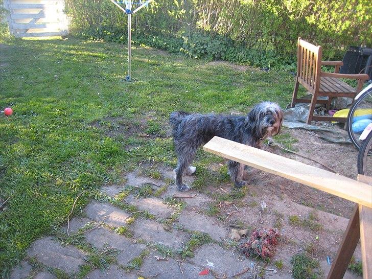 Blanding af racer Freja - Freja 15 mrd. billede 8