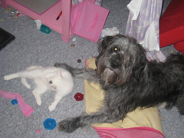 Blanding af racer Freja - Freja og katten billede 9