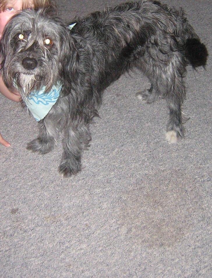 Blanding af racer Freja billede 10