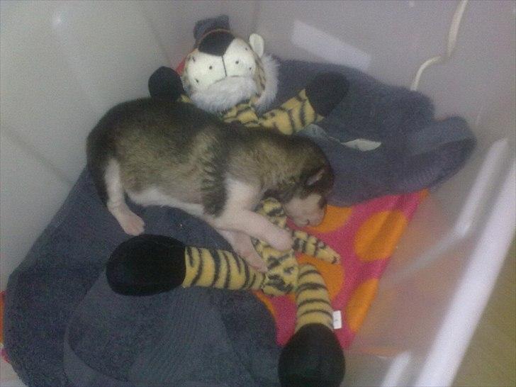 Alaskan malamute April Summer Wind billede 16