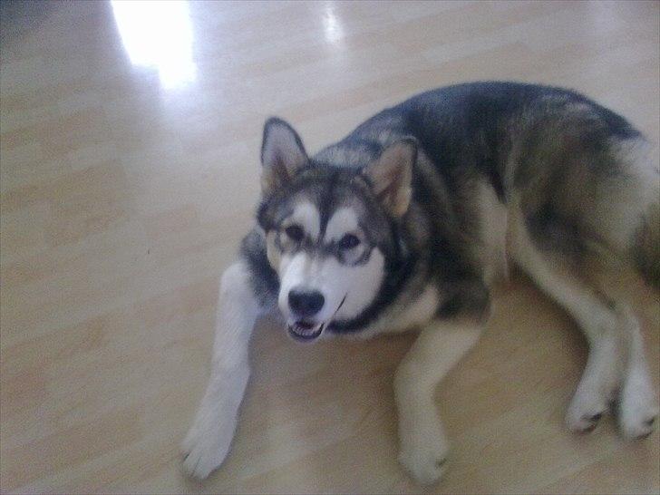 Alaskan malamute April Summer Wind billede 17