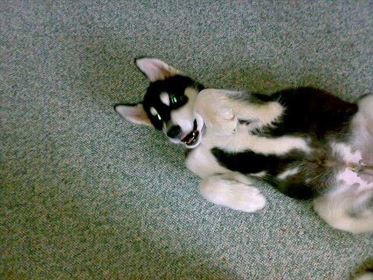 Alaskan malamute Kota*RIP* billede 16