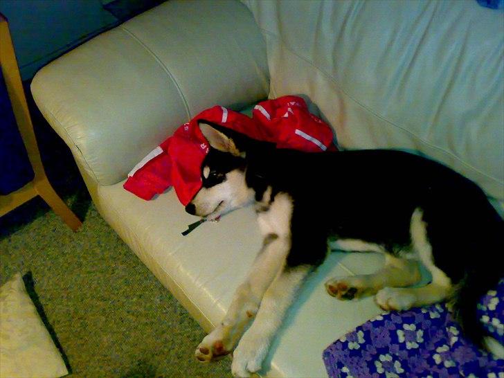 Alaskan malamute Kota*RIP* billede 17