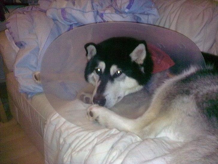 Alaskan malamute Kota*RIP* billede 18