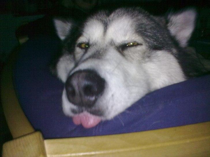 Alaskan malamute YukonJak's Willow Wind billede 12