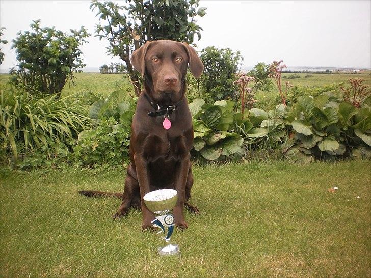 Labrador retriever KASJA * Solgt d.19 - 02 - 2012* - Kasja vandt sølv til hvalpe prøven! (': 
- DYGTIG HUND! *-:   Jeg elsker dig, guldklump! :-)<3 billede 3
