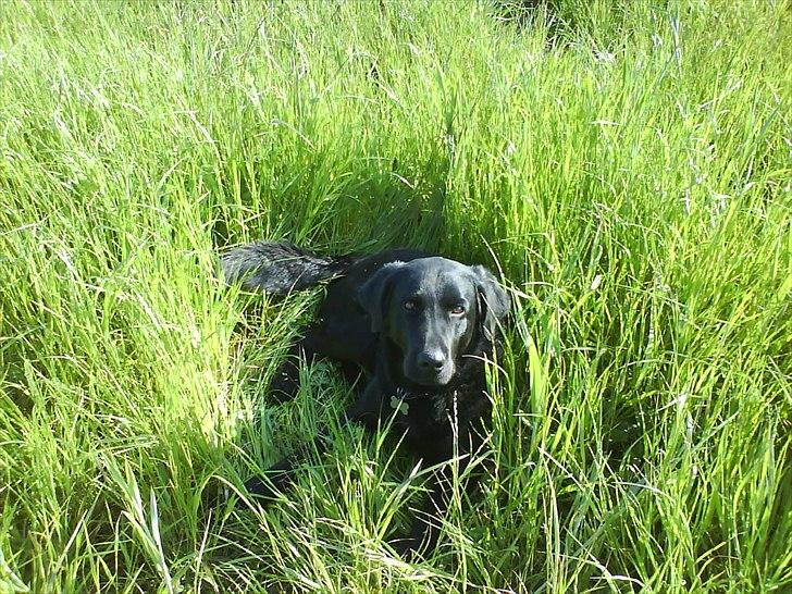 Blanding af racer Lucky  - Lucky sidste sommer ude i marken :) billede 1