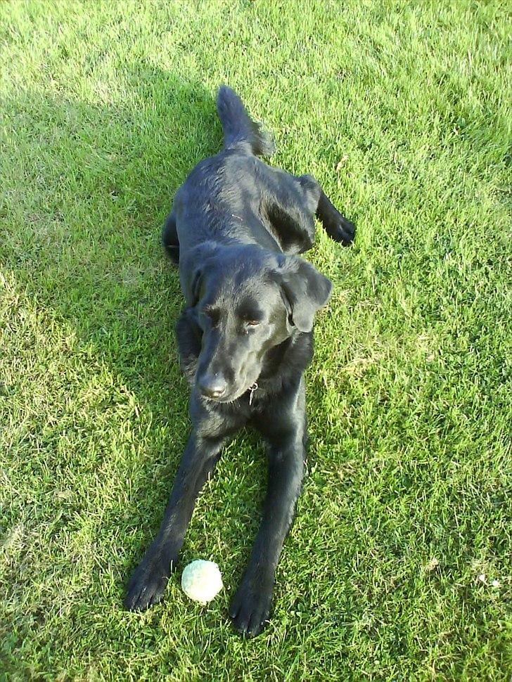 Blanding af racer Lucky  billede 2