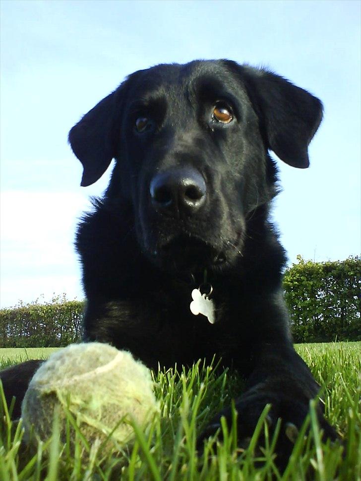 Blanding af racer Lucky  - Øhh tror du selv at jeg gider tage den bold.. billede 3
