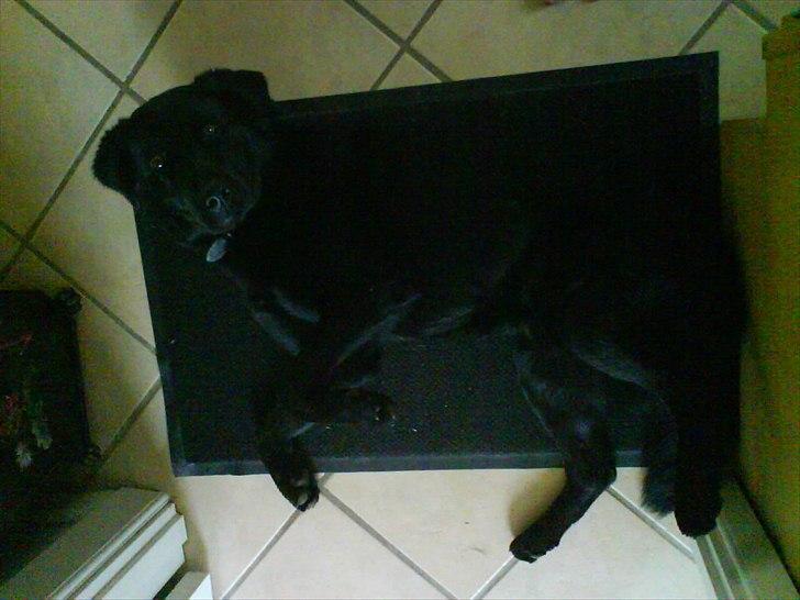 Blanding af racer Lucky  billede 4