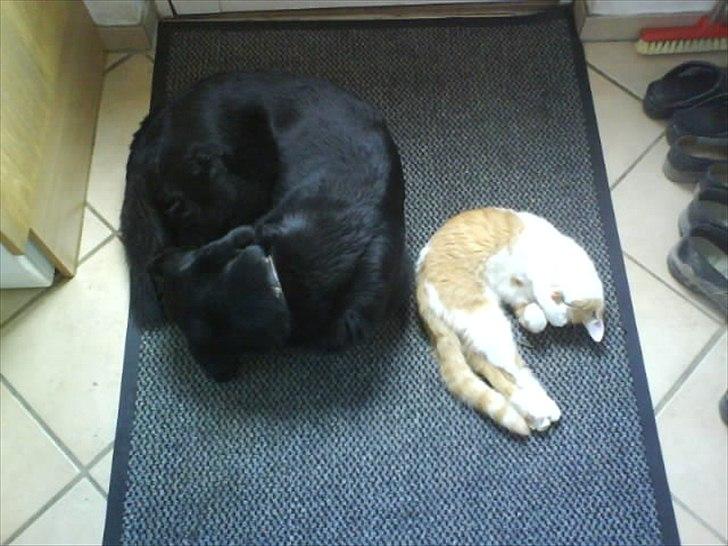 Blanding af racer Lucky  billede 5