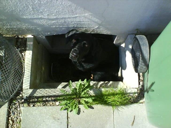 Blanding af racer Lucky  billede 6