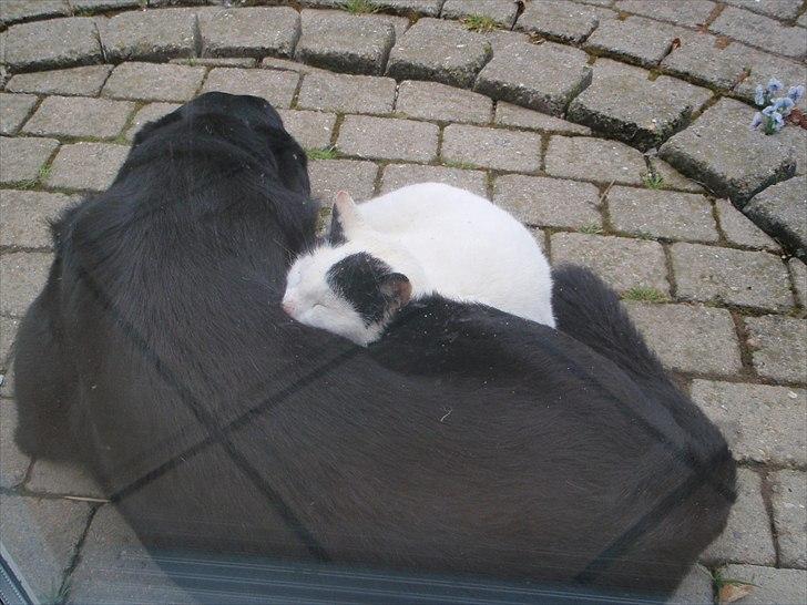 Blanding af racer Lucky  - Lucky ligger og sover sammen med Homer :)  billede 7