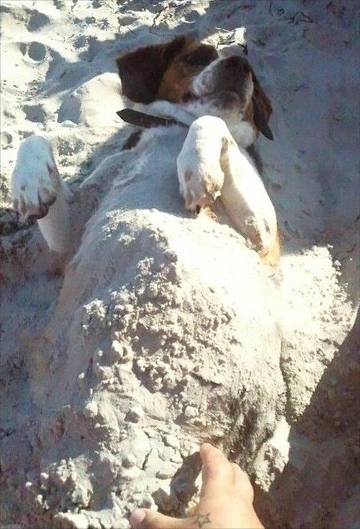 Blanding af racer beagel/ dansk svensk gårdhund,   Daisy - daisy elsker og være på stranden. billede 2