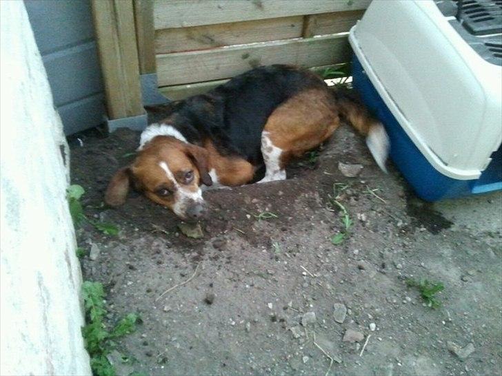 Blanding af racer beagel/ dansk svensk gårdhund,   Daisy - og elsker og grave huller billede 3