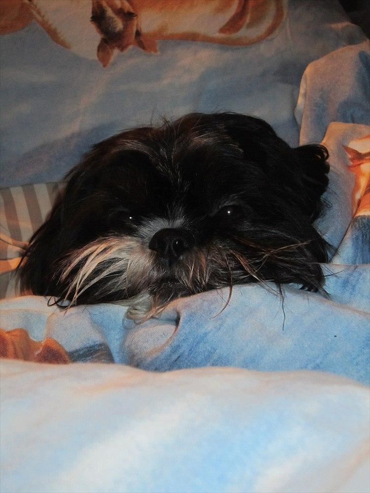 Blanding af racer Luna - Den nuttede billede 7