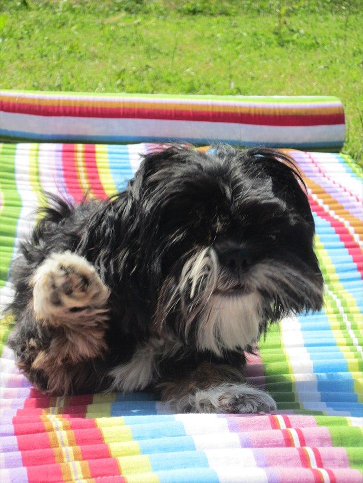 Blanding af racer Luna - Den nuttede billede 8