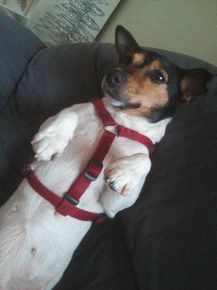 Jack russell terrier Nuser - Min egen lille Nusser billede 8