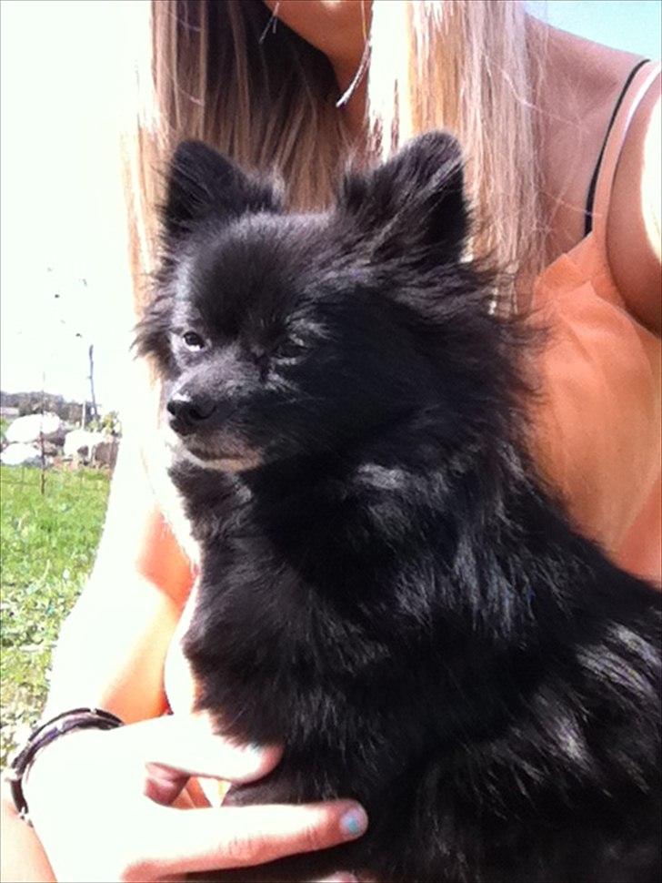 Pomeranian Gaia's pure black Phoebe billede 4