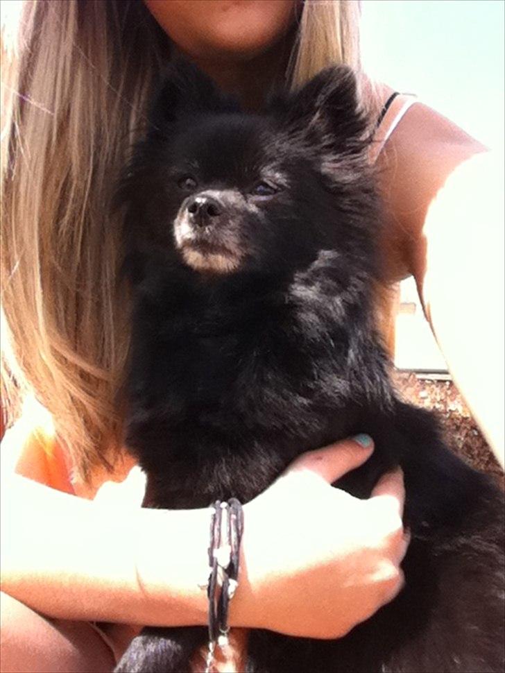 Pomeranian Gaia's pure black Phoebe billede 5