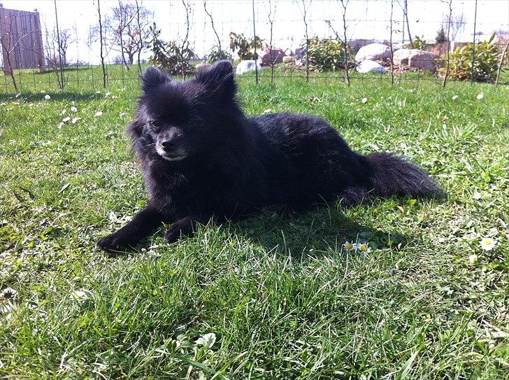 Pomeranian Gaia's pure black Phoebe billede 6