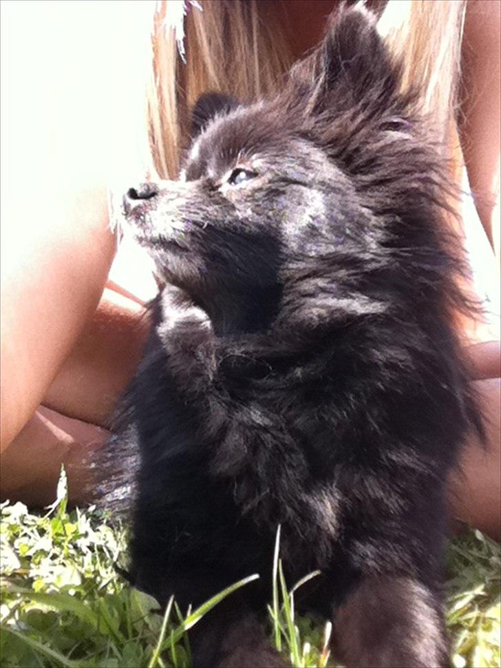 Pomeranian Gaia's pure black Phoebe billede 1