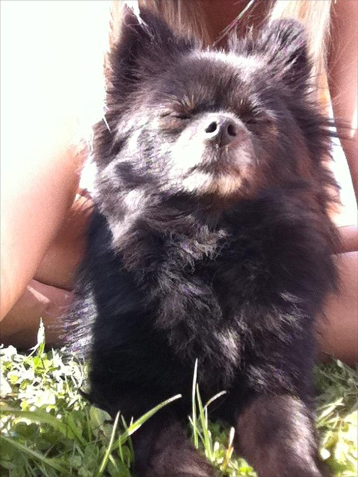 Pomeranian Gaia's pure black Phoebe billede 7
