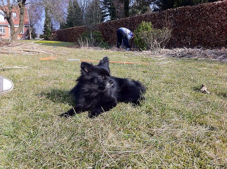 Pomeranian Gaia's pure black Phoebe billede 8