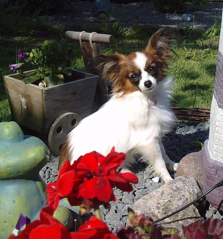 Papillon Cheri meget lille pige - Lille bette mig :-) 8 mdr og vejer 1525gr billede 12