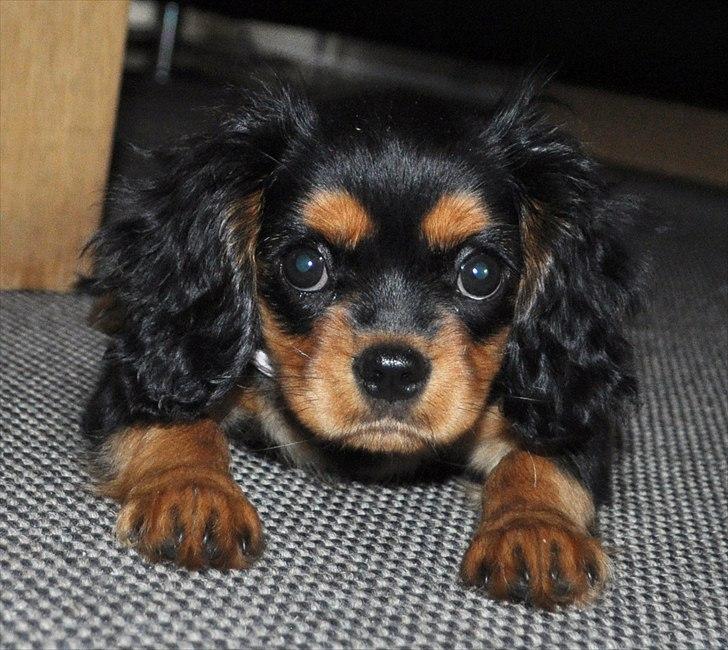 Cavalier king charles spaniel Mademoiselle Soleil Noir billede 1