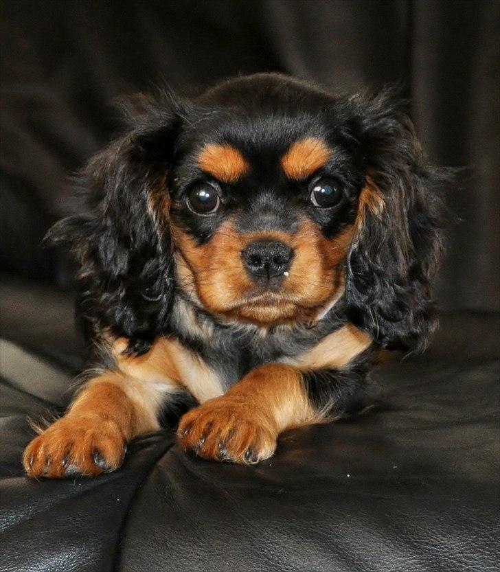 Cavalier king charles spaniel Mademoiselle Soleil Noir billede 5