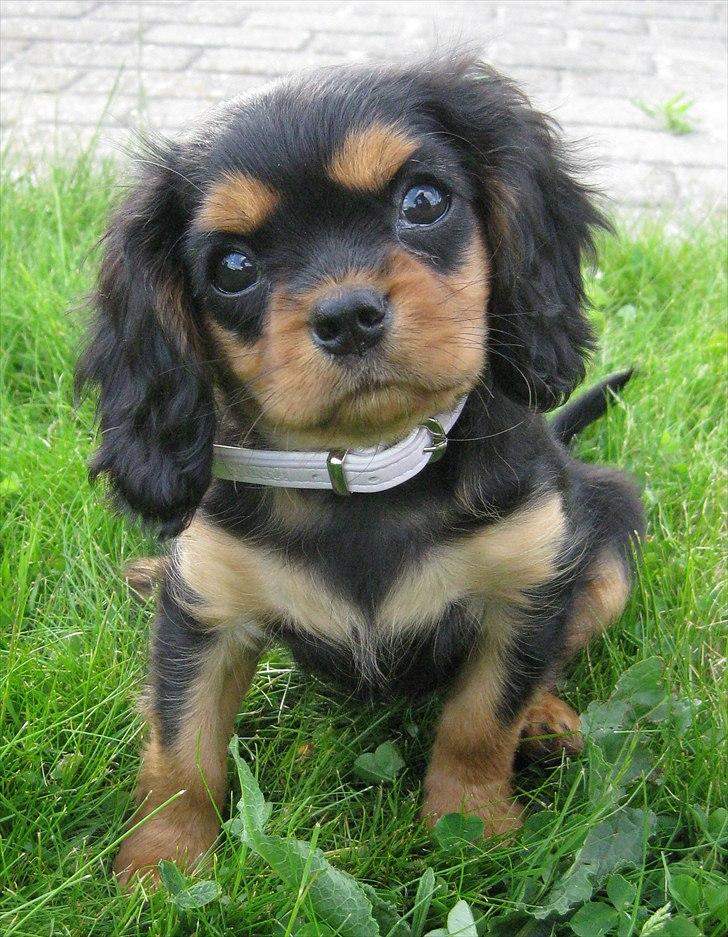 Cavalier king charles spaniel Mademoiselle Soleil Noir billede 6