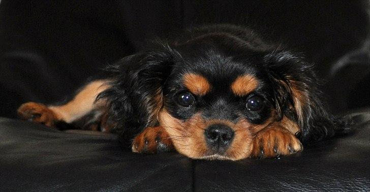 Cavalier king charles spaniel Mademoiselle Soleil Noir billede 7