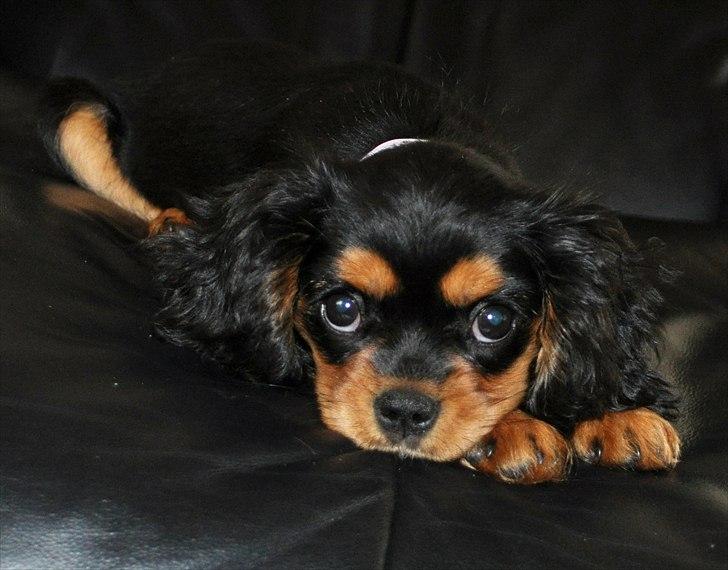 Cavalier king charles spaniel Mademoiselle Soleil Noir billede 8